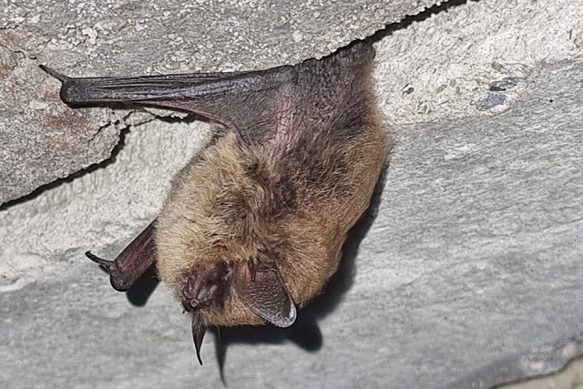 Baardvleermuis