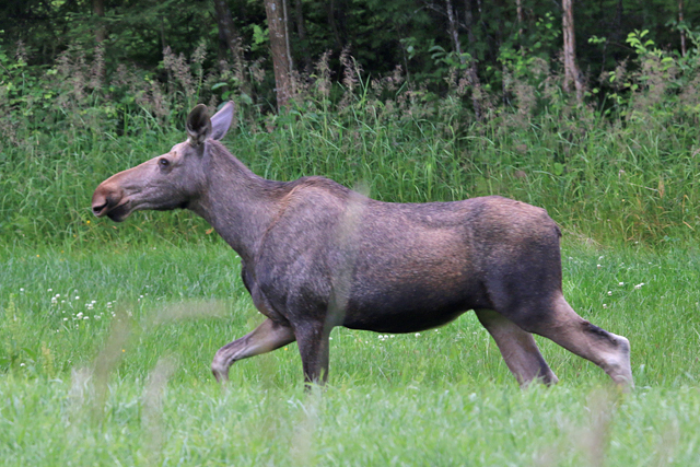 Eland