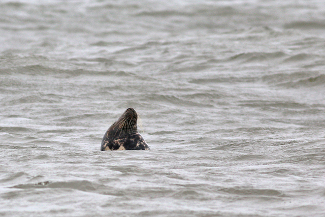 Grijze Zeehond