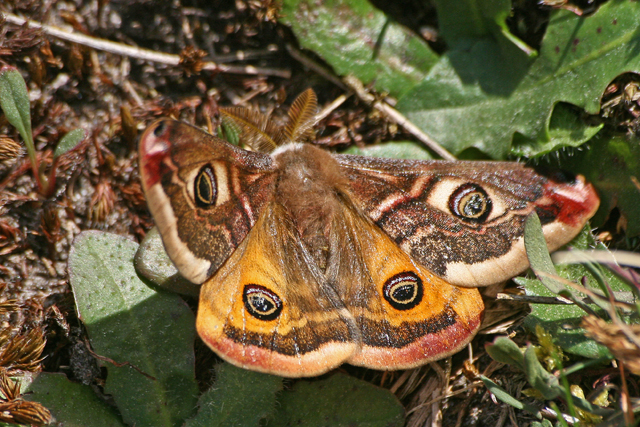 Nachtvlinders (Heterocera)