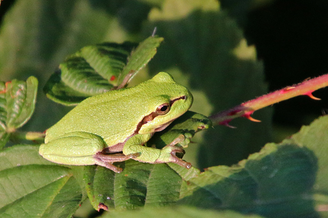 Amfibieën (Amphibia)