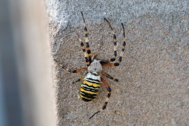 Spinachtigen (Arachnida)