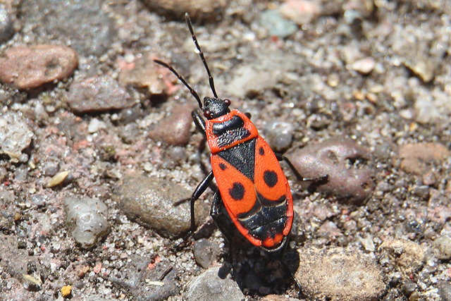 Halfvleugeligen (Hemiptera)