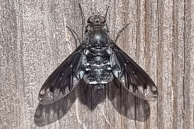 Tweevleugeligen (Diptera)