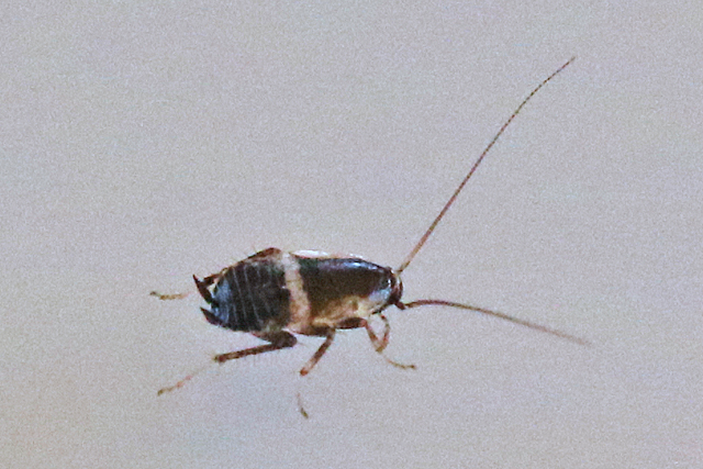 Kakkerlakken en Termieten (Blattodea)